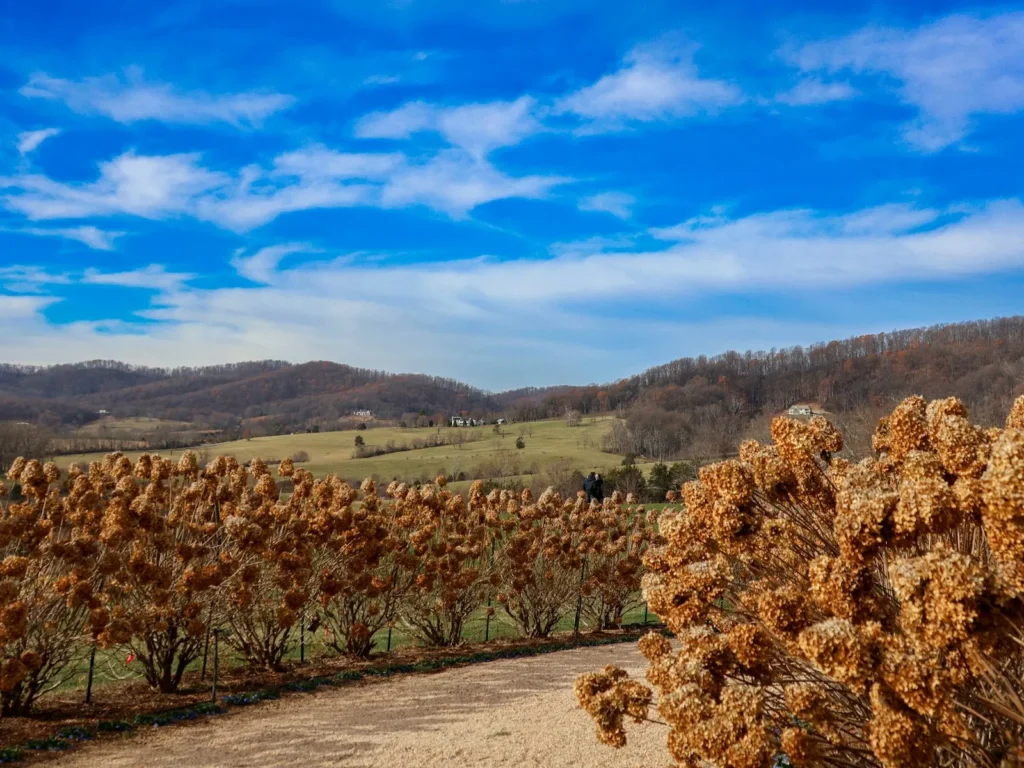 Vineyard rows and rolling hills under a blue sky